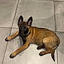 animal, belgian_malinois, black_face, brown_fur, canine, collar, curious, cute, dog, domestic_animal, ears_up, floor, indoor, looking_up, lying_down, pet, puppy, resting, tile, young