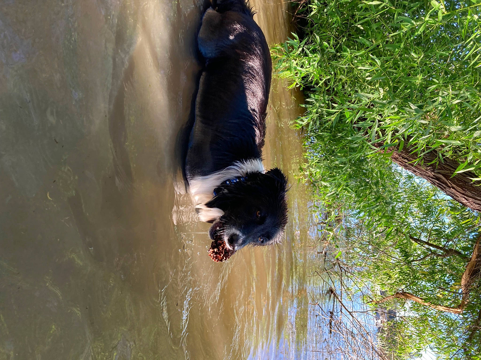 Fern joined the competition — help win amazing prizes! adventure, carnivore, fun, grass, lake, leisure, nature_reserve, plant, pond, recreation, reflection, sporting_group, tail, tree, trunk, water, water_bird, watercourse, wetland, wildlife