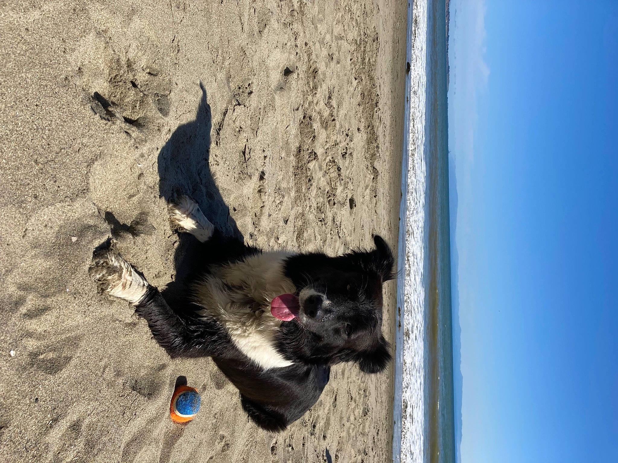 Fern is registered to the contest to win money with this photo: beach, carmine, carnivore, dog, dog_breed, foot, fur, landscape, ocean, paw, rock, sand, sea, shadow, sky, soil, sporting_group, tail, water, wood