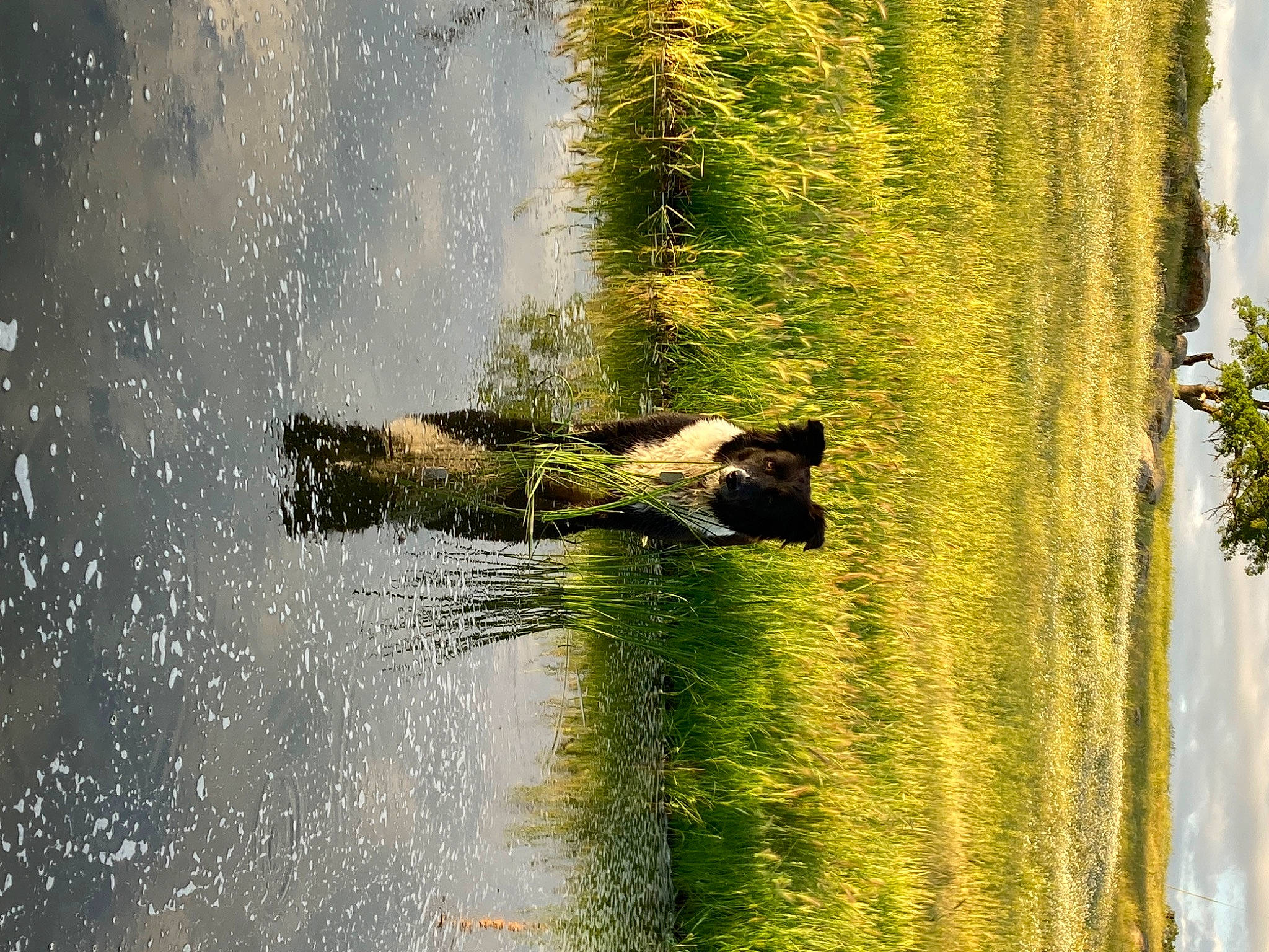 Fern is registered to the contest to win money with this photo: bank, grass, grass_family, lake, landscape, natural_landscape, nature_reserve, people_in_nature, plant, reflection, shadow, tints_and_shades, tree, trunk, water, water_resources, watercourse, wildlife, window, wood