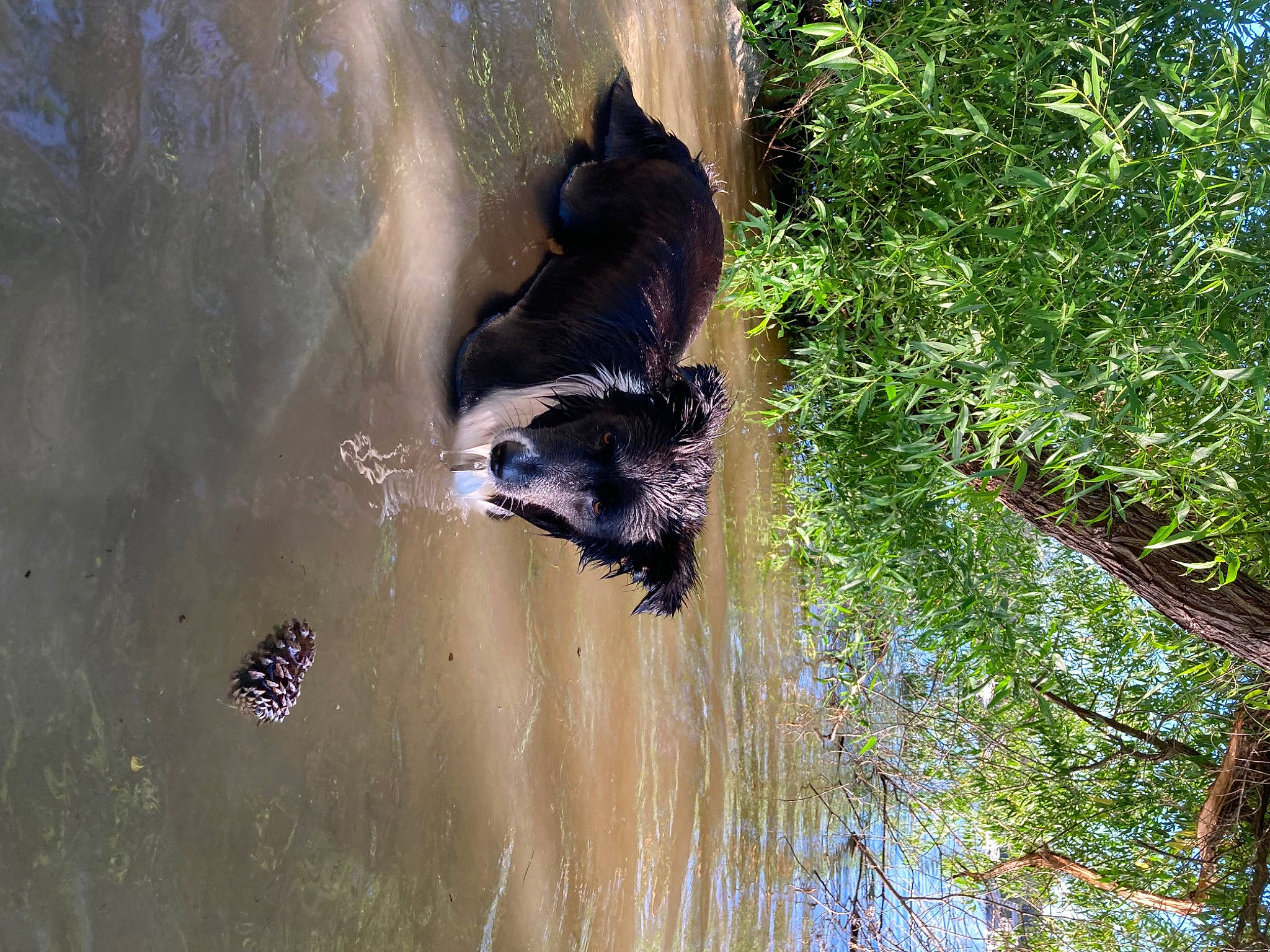 Fern joined the competition — help win amazing prizes! _geese_and_swans, beak, canidae, carnivore, duck, ducks, grass, lake, plant, reflection, sporting_group, tail, terrestrial_animal, tree, trunk, water, water_bird, waterfowl, wetland, wildlife