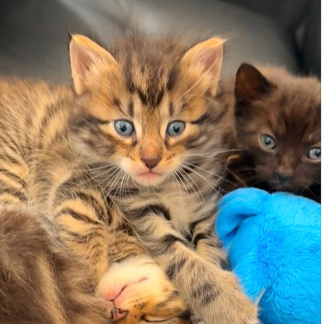 Pocco a rejoint le concours — aidez-le/la à gagner de superbes lots ! abyssinian, animal, blanket, cat, egyptiancat, kitten, manx, person, pet, sleeping