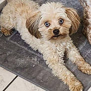 Little Lady joined the competition — help win amazing prizes! dog, small_dog, fluffy, blue_eyes, lying_down, gray_mat, indoor, tile_floor, curious, pet, animal, cute, fur, tail, ears, face, looking_at_camera, companion, domestic, relaxed