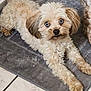 dog, small_dog, fluffy, blue_eyes, lying_down, gray_mat, indoor, tile_floor, curious, pet, animal, cute, fur, tail, ears, face, looking_at_camera, companion, domestic, relaxed