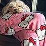 Little Lady is registered to the contest to win money with this photo: dog, small_dog, sleepy, blanket, hello_kitty, pink, fur, cozy, resting, indoor, cute, pet, animal, soft_texture, relaxing, snuggle, comfort, canine, wrapped, close_up