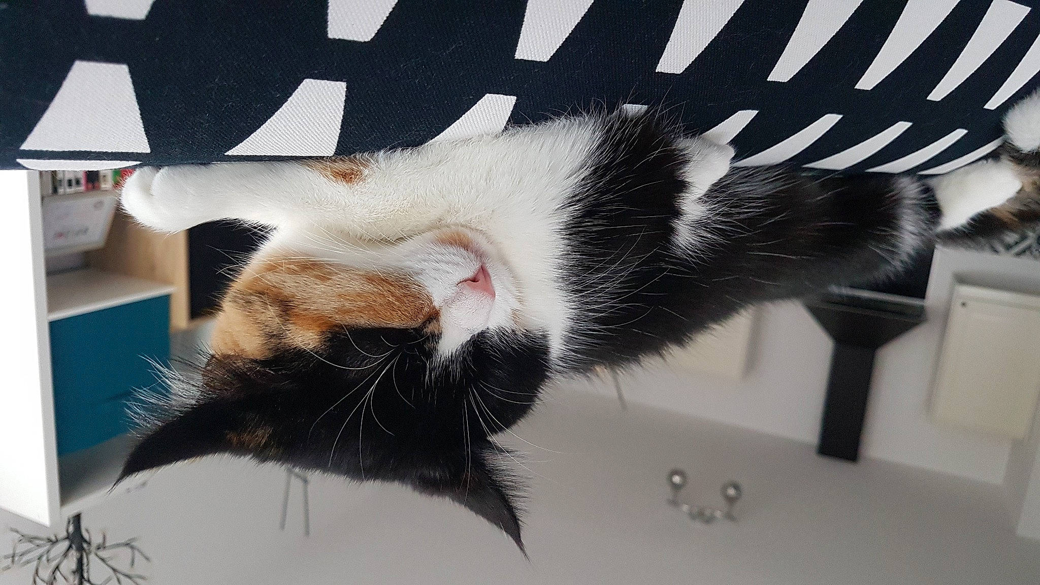 Plume a rejoint le concours — aidez-le/la à gagner de superbes lots ! black_and_white, carnivore, cat, claw, ear, felidae, fur, kitten, paw, small_to_medium_sized_cats, tail, whiskers