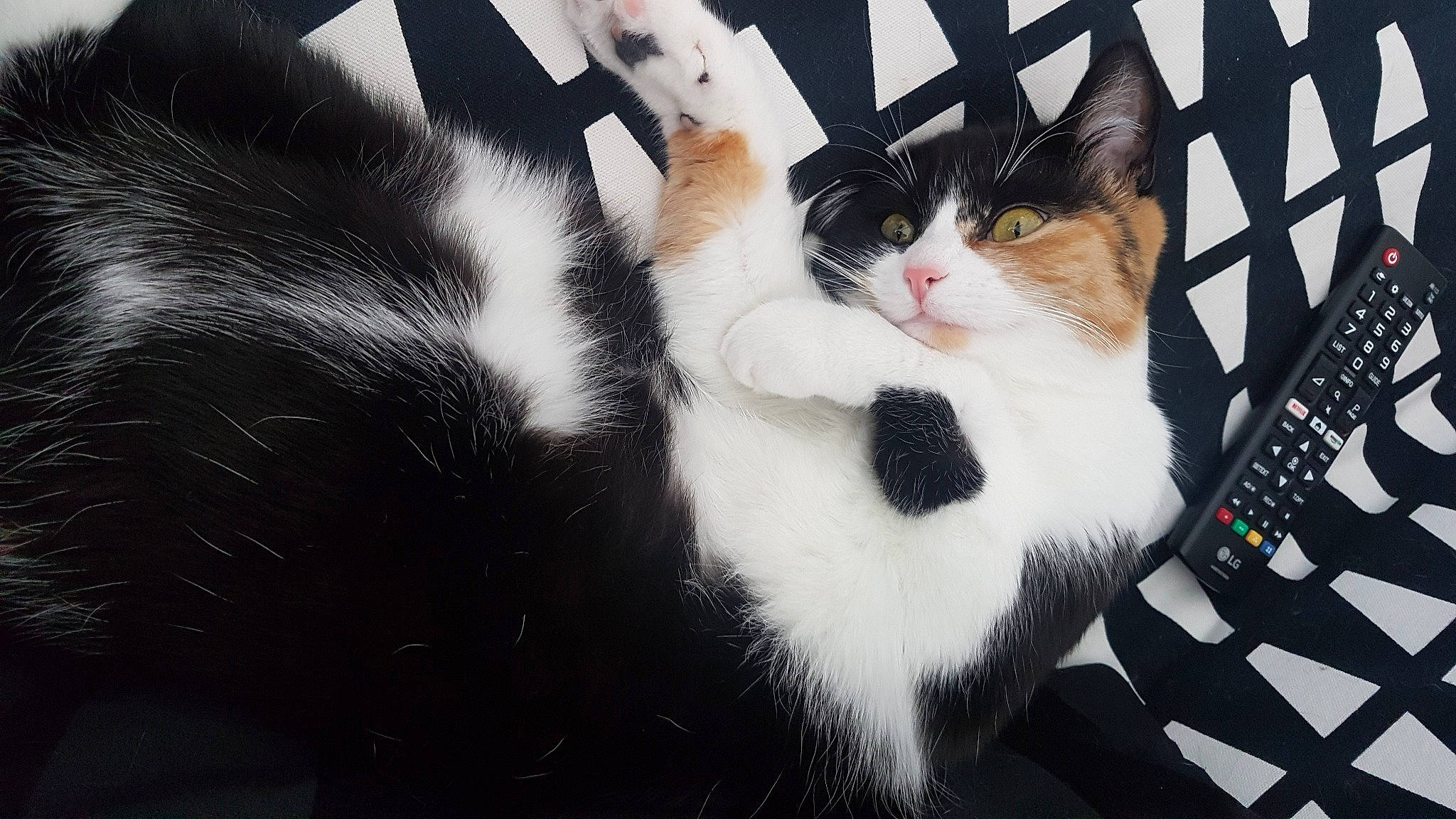 Plume participe au concours pour gagner de l'argent avec cette photo : aegean_cat, american_wirehair, black_and_white, carnivore, cat, domestic_short_haired_cat, ear, european_shorthair, eye, felidae, fur, kitten, leg, paw, polydactyl_cat, small_to_medium_sized_cats, snapshot, snout, tail, whiskers