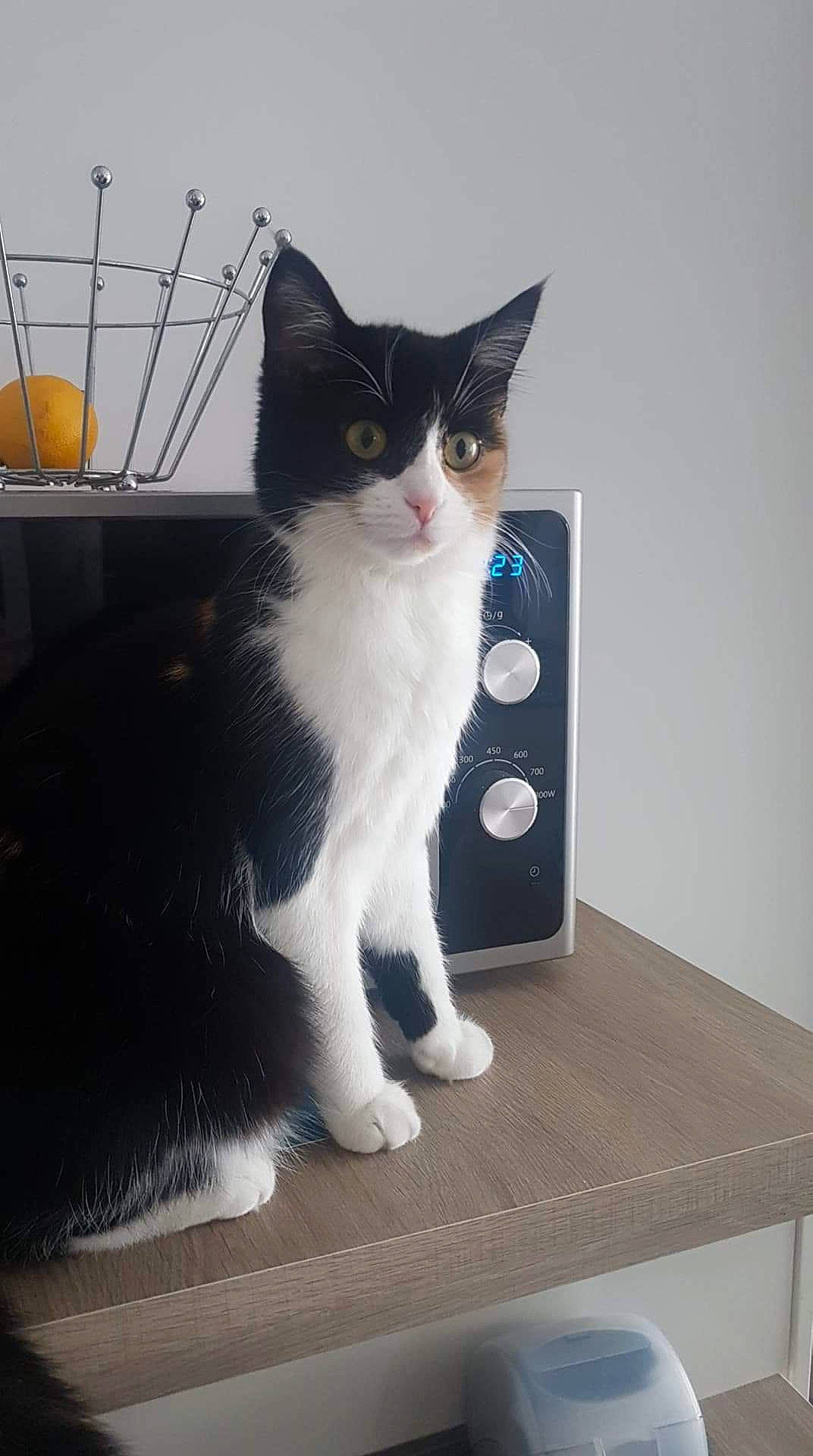 Plume a rejoint le concours — aidez-le/la à gagner de superbes lots ! aegean_cat, american_wirehair, carnivore, cat, domestic_long_haired_cat, domestic_short_haired_cat, european_shorthair, felidae, japanese_bobtail, kitten, norwegian_forest_cat, paw, polydactyl_cat, ragamuffin, small_to_medium_sized_cats, tail, whiskers