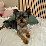 Albert participe au concours pour gagner de l'argent avec cette photo : animal, bed, calm, companion, cozy, cute, dog, domestic, fur, furniture, groomed, indoor, laying_down, looking_at_camera, pet, pillow, relaxing, resting, small_dog, wooden_headboard