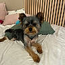 animal, bed, calm, companion, cozy, cute, dog, domestic, fur, furniture, groomed, indoor, laying_down, looking_at_camera, pet, pillow, relaxing, resting, small_dog, wooden_headboard