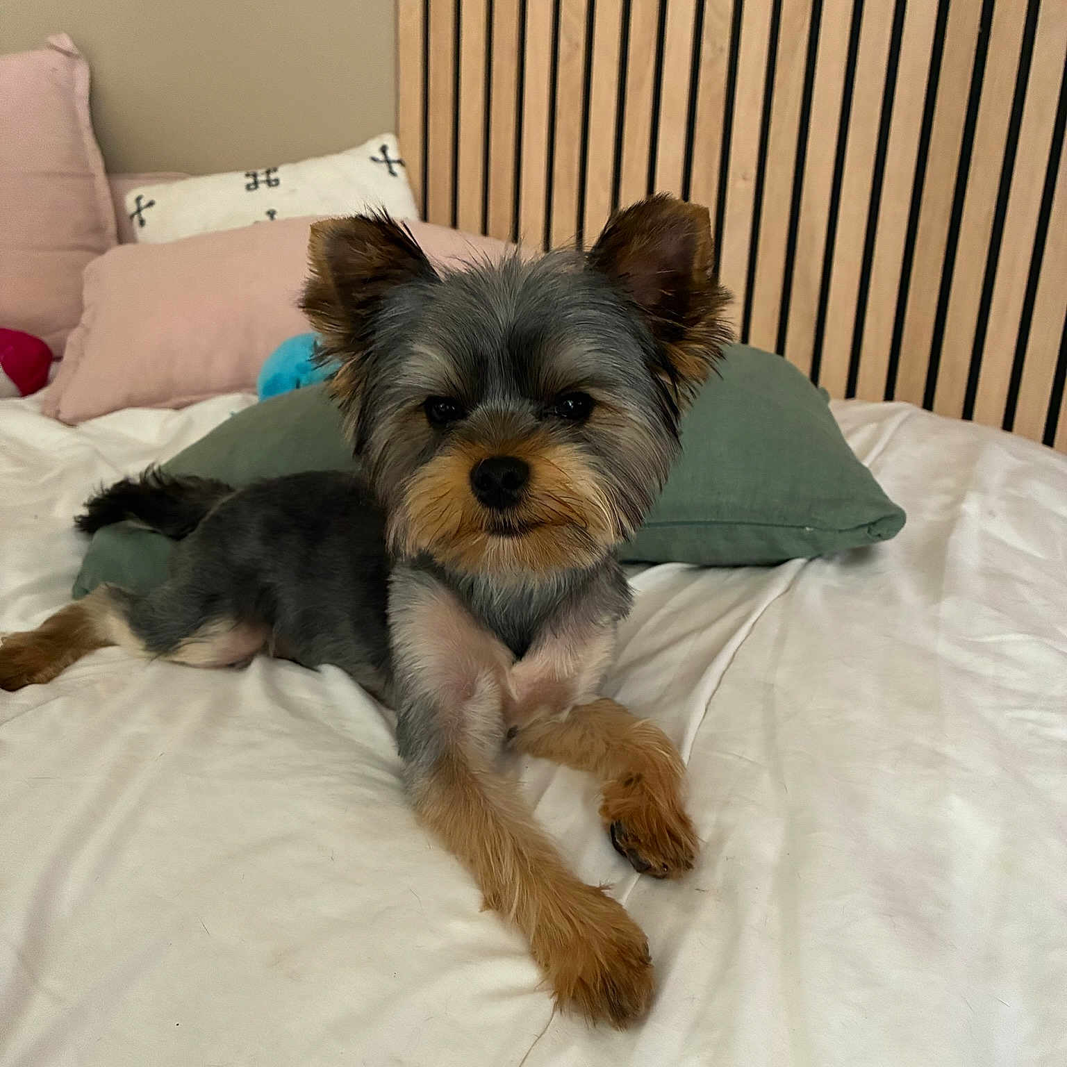 Albert