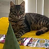 cat, kitten, tabby, birthday, party_hat, table, yellow_tablecloth, banner, indoor, pet, fur, cute, animal, curious, striped, relaxing, face, ears, paw, celebration