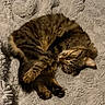 cat, tabby, sleeping, curled_up, fluffy_blanket, cozy, pet, feline, resting, soft_texture, indoor, cute, relaxed, animal, whiskers, paw, fur, bed, comfort, nap