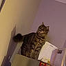 cat, tabby_cat, indoor, shelf, papers, shadow, tail, wall, curious, feline, pet, fur, striped, domestic_animal, looking_up, household, cozy, calm, light, quiet