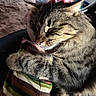 cat, tabby, pet, animal, feline, sleeping, cozy, comfort, hand, striped_fabric, fur, whiskers, domestic_animal, closeup, resting, cute, indoor, relaxation, mammal, companion