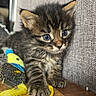kitten, tabby, cat, toy_mouse, blue_eyes, gray_couch, wooden_floor, blanket, indoor, pet, cute, furry, small, curious, young, animal, closeup, playful, domestic_cat, cozy