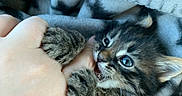 Lucky is registered to the contest to win money with this photo: kitten, tabby, cat, paw, hand, blanket, star_pattern, cute, playful, feline, fur, claws, pet, animal, cozy, indoor, closeup, young, snuggle, bite