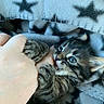 kitten, tabby, cat, paw, hand, blanket, star_pattern, cute, playful, feline, fur, claws, pet, animal, cozy, indoor, closeup, young, snuggle, bite
