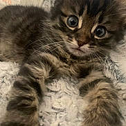 Lucky joined the competition — help win amazing prizes! kitten, cat, tabby, fur, whiskers, paws, eyes, cute, pet, animal, feline, indoor, closeup, texture, blanket, resting, young, curious, soft, cozy