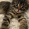 kitten, cat, tabby, fur, whiskers, paws, eyes, cute, pet, animal, feline, indoor, closeup, texture, blanket, resting, young, curious, soft, cozy