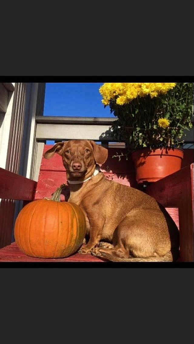 Rocco