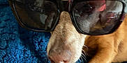 Rocco is registered to the contest to win money with this photo: accessory, animal, blue_blanket, brown_fur, canine, closeup, comfort, cozy, cute, dog, fur, indoor, muzzle, paw, pet, portrait, relaxed, resting, snout, sunglasses