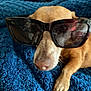 accessory, animal, blue_blanket, brown_fur, canine, closeup, comfort, cozy, cute, dog, fur, indoor, muzzle, paw, pet, portrait, relaxed, resting, snout, sunglasses