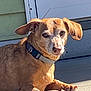 Rocco is registered to the contest to win money with this photo: animal, brown, canine, collar, companion, concrete, daylight, dog, door, ears, face, house, looking, outdoor, paw, pet, porch, relaxed, small_dog, sunlight
