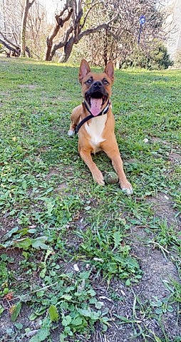 Tayson a rejoint le concours — aidez-le/la à gagner de superbes lots ! canidae, carnivore, collar, companion_dog, dog, dog_breed, dog_supply, fawn, grass, groundcover, guard_dog, herding_dog, non_sporting_group, plant, sporting_group, tail, tree, wildlife, working_animal, working_dog