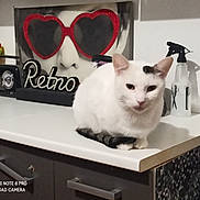 Selyan participe au concours pour gagner de l'argent avec cette photo : cabinet, cat, countertop, drawer, ears, heart_glasses, home_decor, indoor, mannequin_head, pet, poster, retro_sign, shadow, sitting, spray_bottle, sunglasses, table, watermark, whiskers, white_cat