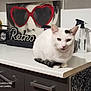 cabinet, cat, countertop, drawer, ears, heart_glasses, home_decor, indoor, mannequin_head, pet, poster, retro_sign, shadow, sitting, spray_bottle, sunglasses, table, watermark, whiskers, white_cat