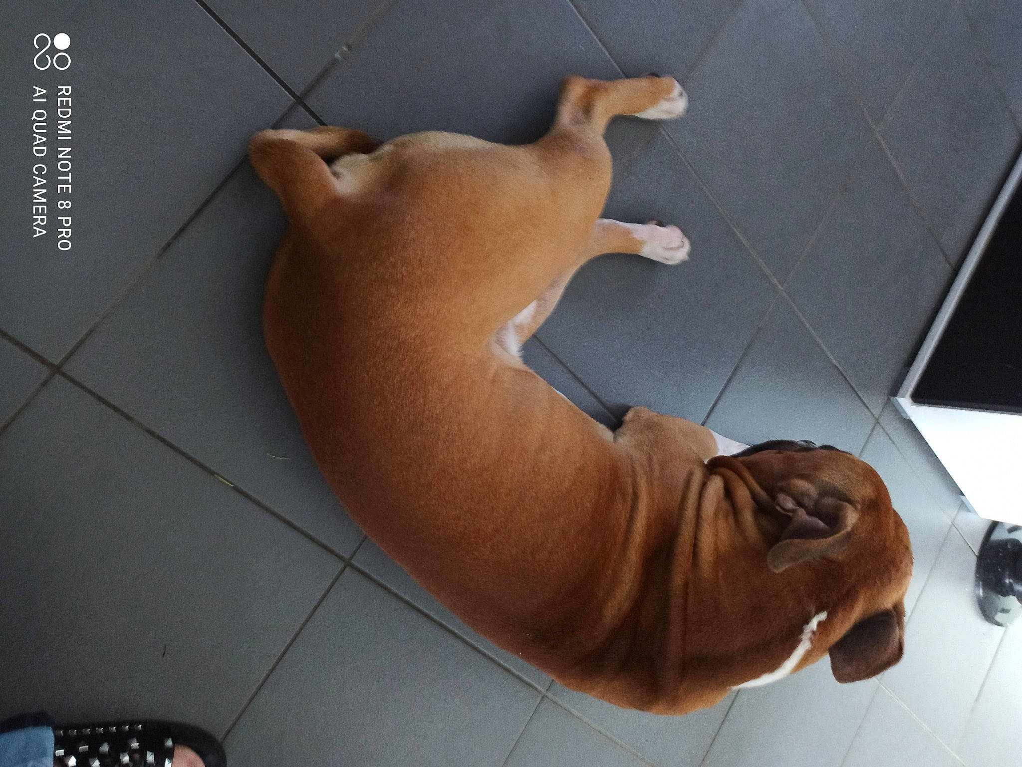 Pablo participe au concours pour gagner de l'argent avec cette photo : art, carnivore, comfort, companion_dog, dog, dog_breed, elbow, fawn, flooring, foot, hardwood, human_leg, liver, metal, plywood, snout, sporting_group, tail, wood, working_animal