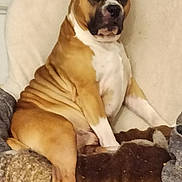 Pablo participe au concours pour gagner de l'argent avec cette photo : animal, blanket, brown_dog, canine, chair, companion, cozy, cute, dog, domestic, fur, household, indoor, mammal, pet, portrait, relaxed, resting, sitting, white_markings