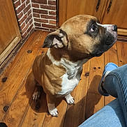 Pablo a rejoint le concours — aidez-le/la à gagner de superbes lots ! blue_clog, brick_wall, brown_dog, closeup, curious, dog, ears, floorboard, human_leg, indoor, jeans, kitchen_cabinet, looking_up, nose, paw, pet, shadow, sitting, white_marking, wooden_floor