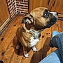 blue_clog, brick_wall, brown_dog, closeup, curious, dog, ears, floorboard, human_leg, indoor, jeans, kitchen_cabinet, looking_up, nose, paw, pet, shadow, sitting, white_marking, wooden_floor