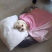 Prince participe au concours pour gagner de l'argent avec cette photo :