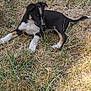 puppy, dog, grass, outdoor, animal, pet, lying_down, curious, black_and_white, nature, young, canine, playful, fur, muzzle, ears, tail, daylight, field, resting
