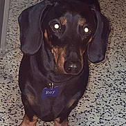 Roy participe au concours pour gagner de l'argent avec cette photo : dog, dachshund, pet, indoor, floor, tile, black_and_tan, animal, canine, sitting, looking, flash, reflection, collar, name_tag, paw, ears, fur, cute, domestic