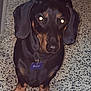 dog, dachshund, pet, indoor, floor, tile, black_and_tan, animal, canine, sitting, looking, flash, reflection, collar, name_tag, paw, ears, fur, cute, domestic