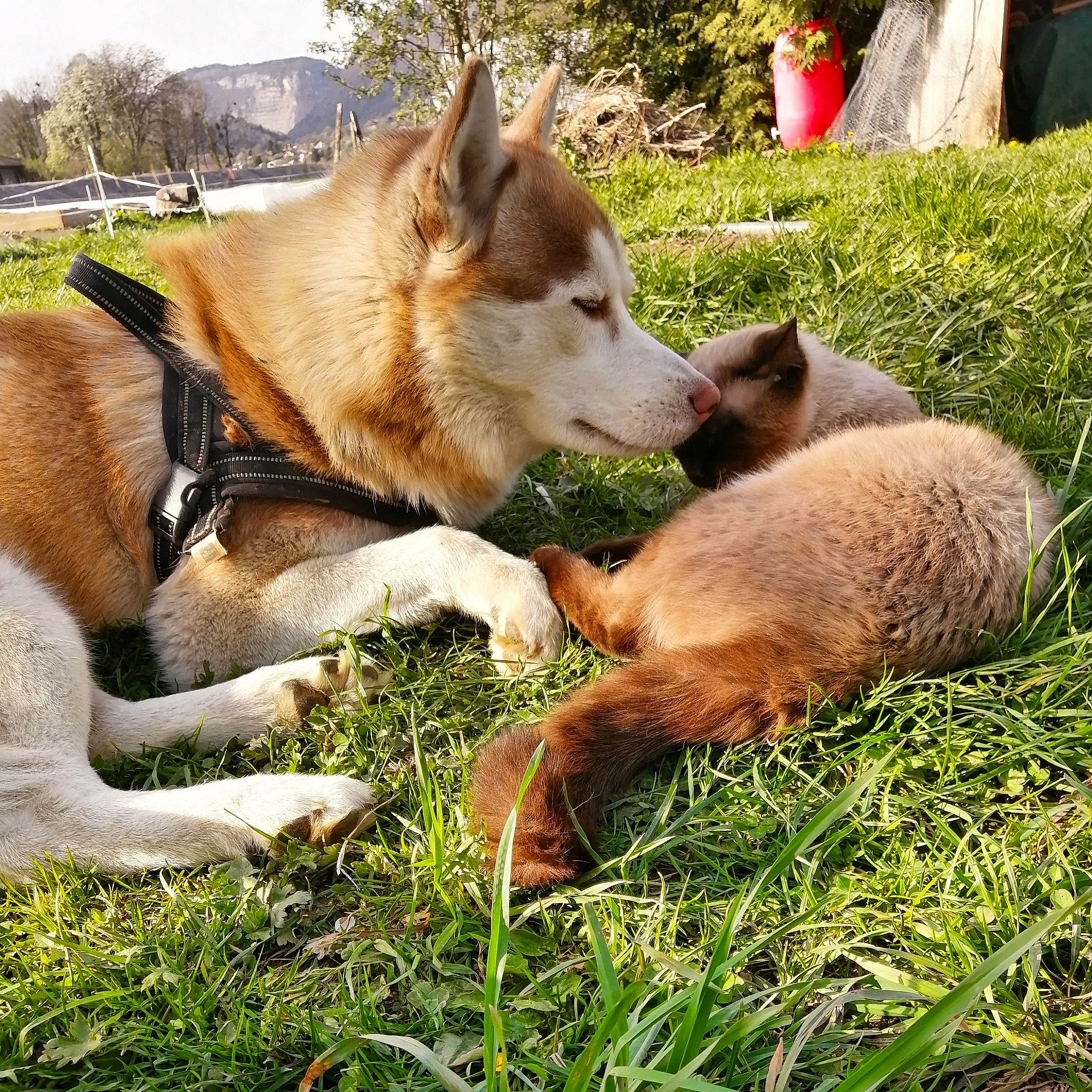 Aslo participe au concours pour gagner de l'argent avec cette photo : canidae, canis, carnivore, collar, companion_dog, dog, dog_breed, fawn, grass, herding_dog, plant, sky, snout, sporting_group, tail, terrestrial_animal, tree, wildlife, working_animal, working_dog