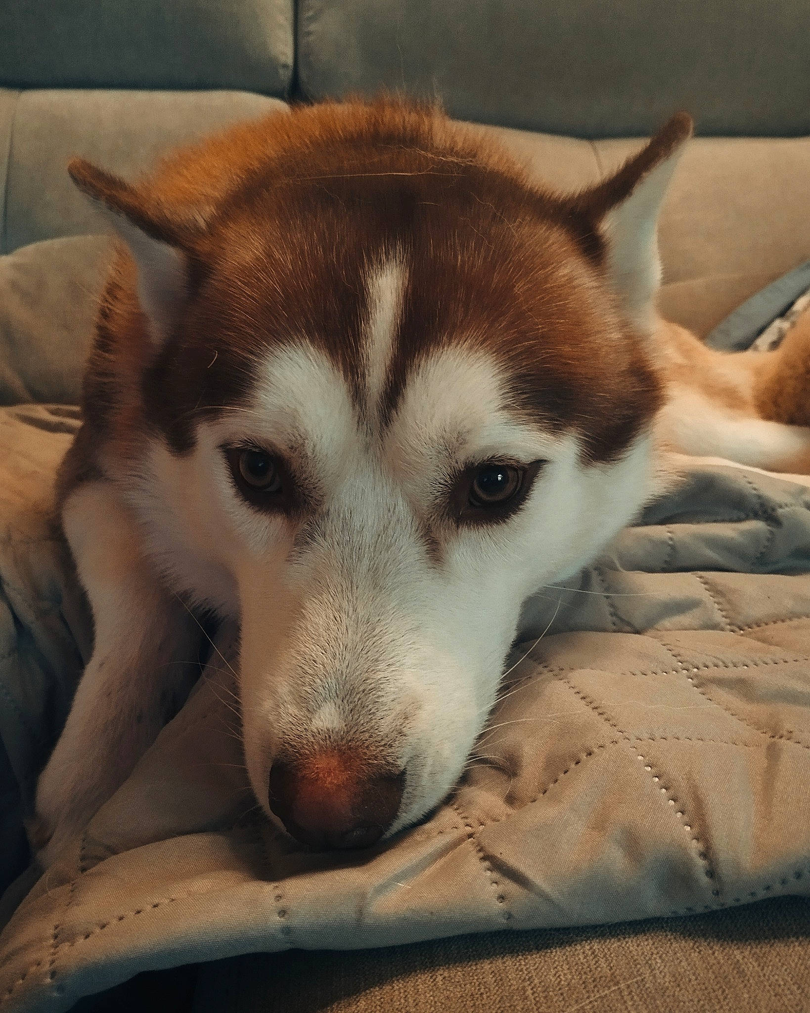 Aslo a rejoint le concours — aidez-le/la à gagner de superbes lots ! canadian_eskimo_dog, canis, carnivore, comfort, companion_dog, dog, dog_breed, fawn, fur, herding_dog, paw, siberian_husky, sled_dog, snout, sporting_group, terrestrial_animal, whiskers, wolf, working_animal, working_dog