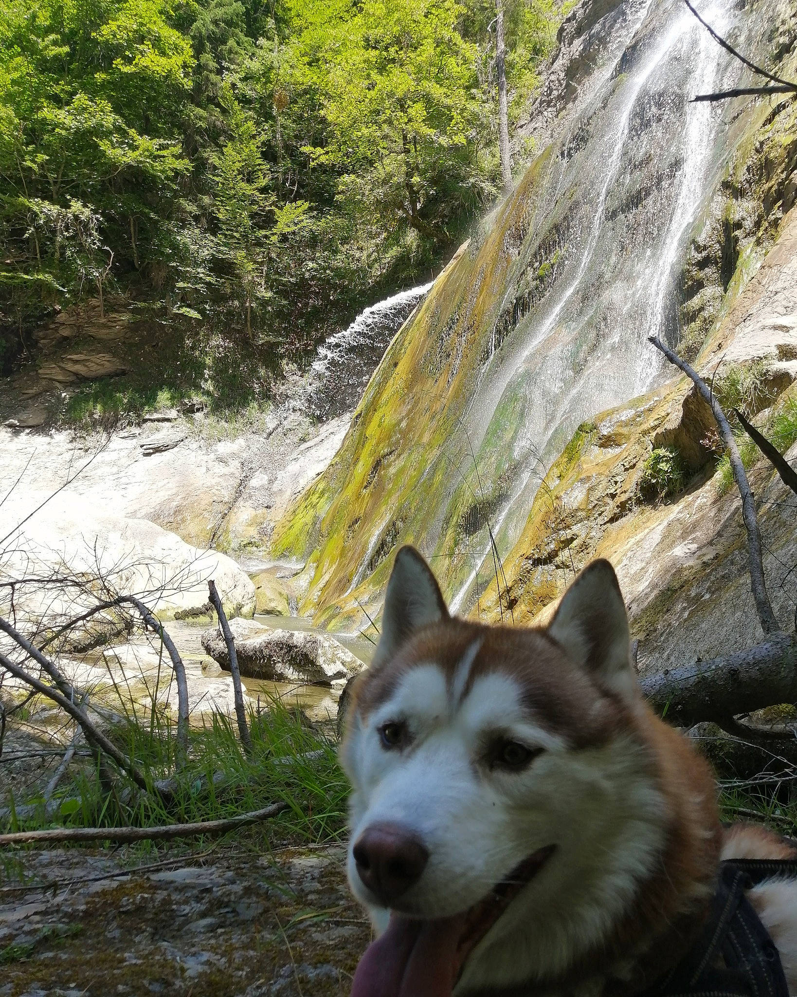 Aslo a rejoint le concours — aidez-le/la à gagner de superbes lots ! biome, canidae, carnivore, dog, dog_breed, fluvial_landforms_of_streams, forest, grass, landscape, mountain_river, plant, siberian_husky, sled_dog, sporting_group, stream, tree, water, waterfall, wilderness, wolf