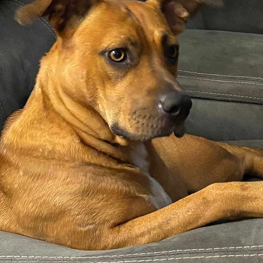 Twinkie is registered to the contest to win money with this photo: dog, brown_dog, couch, indoor, pet, animal, relaxed, seated, furniture, canine, home, portrait, side_view, ears, looking, lock_screen, time_display, date_display, phone_screen, leisure