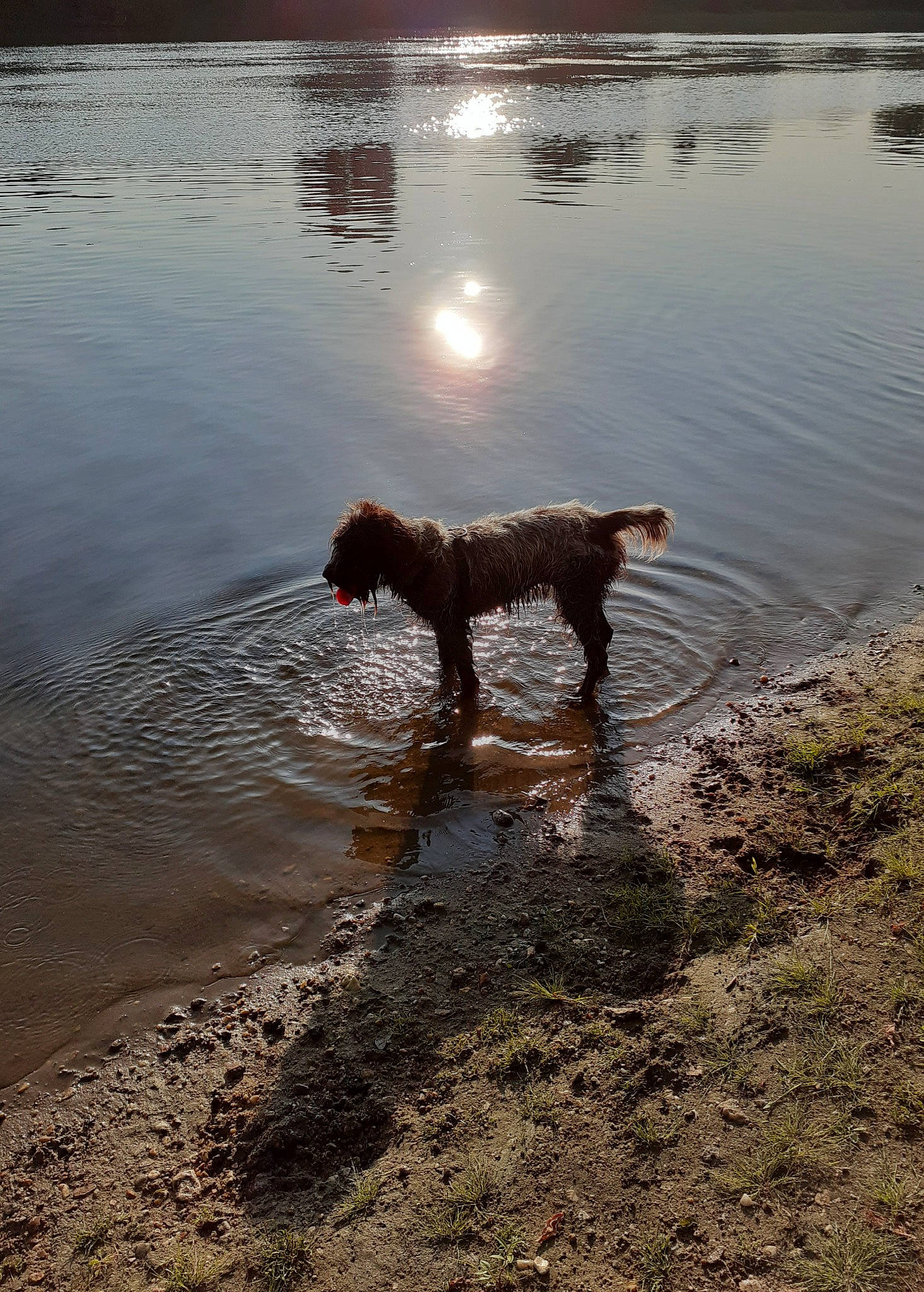 Prunelle participe au concours pour gagner de l'argent avec cette photo : bank, canidae, carnivore, dog, dog_breed, hunting_dog, labradoodle, lake, mud, mudflat, portuguese_water_dog, reflection, river, sea, spanish_water_dog, spinone_italiano, sporting_group, vacation, water, water_resources
