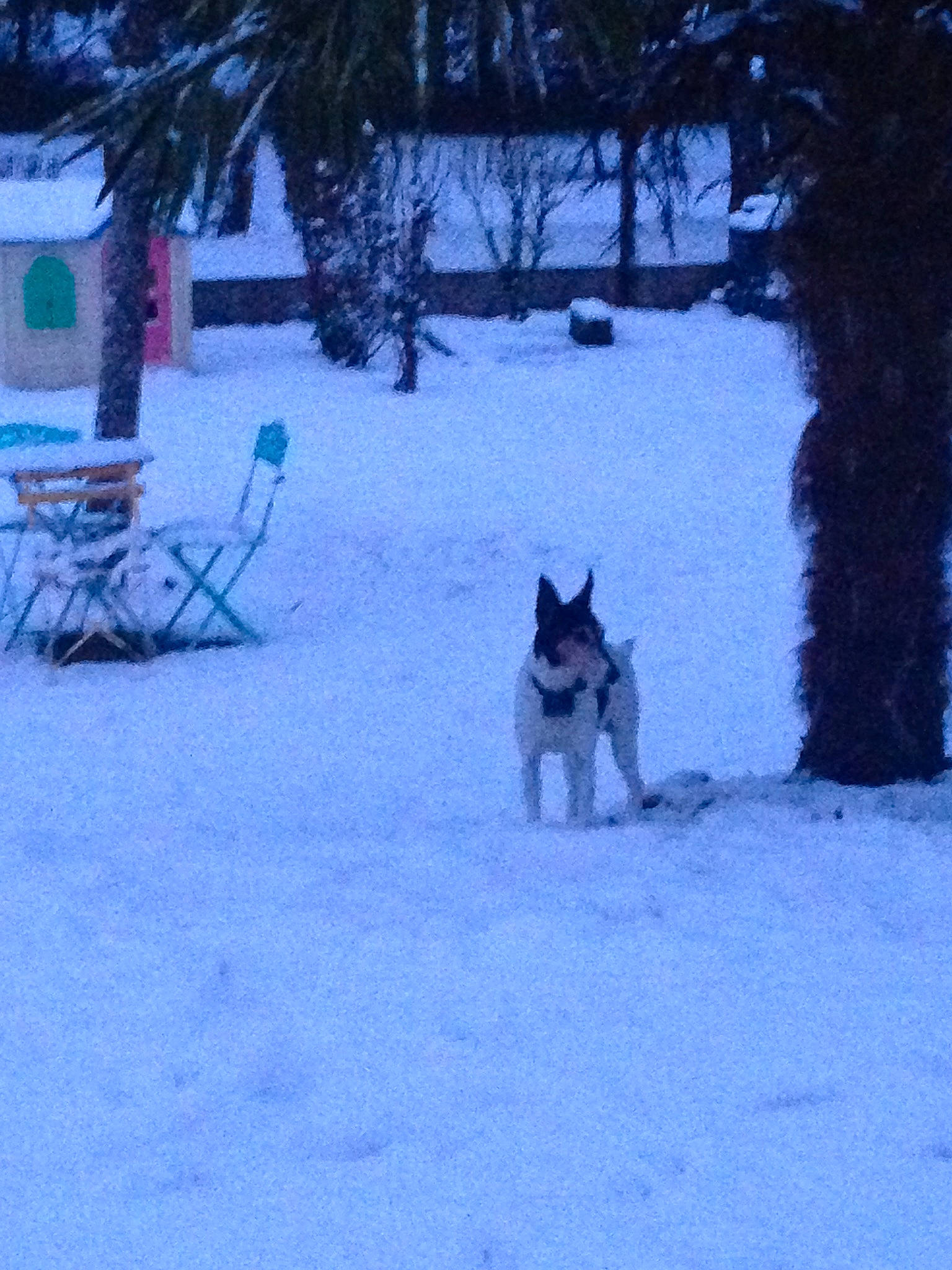 Craquotte a rejoint le concours — aidez-le/la à gagner de superbes lots ! alaskan_malamute, australian_cattle_dog, canidae, carnivore, czechoslovakian_wolfdog, dog, dog_breed, east_siberian_laika, freezing, home, jamthund, mammal, norwegian_elkhound, saarloos_wolfdog, siberian_husky, snow, swedish_vallhund, tree, winter, wolfdog