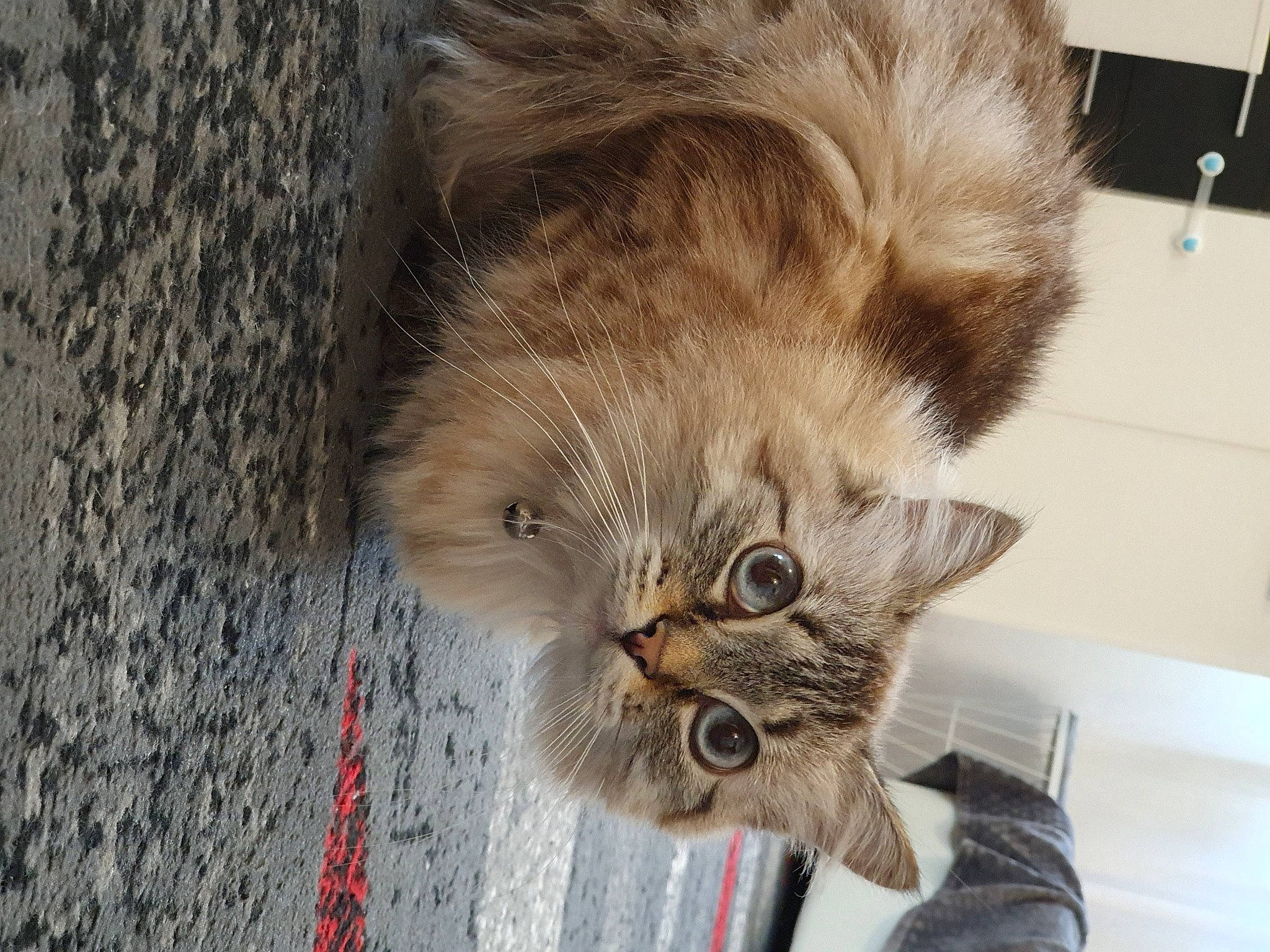 Kyka participe au concours pour gagner de l'argent avec cette photo : british_longhair, carnivore, cat, claw, domestic_short_haired_cat, fawn, felidae, fur, paw, small_to_medium_sized_cats, snout, tail, terrestrial_animal, whiskers, wood