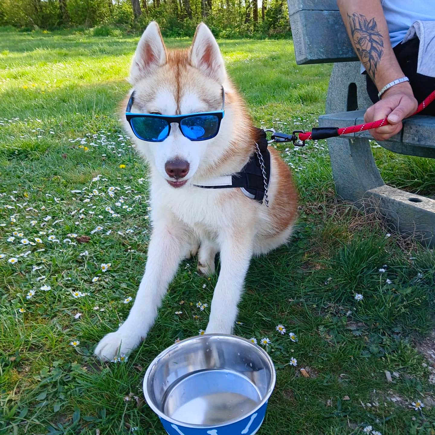 Zoxea participe au concours pour gagner de l'argent avec cette photo : accessories, animal, backyard, canine, dog, face, grass, head, husky, nature, outdoors, park, pet, plant, puppy, soil, sunglasses, tree, vegetation, yard