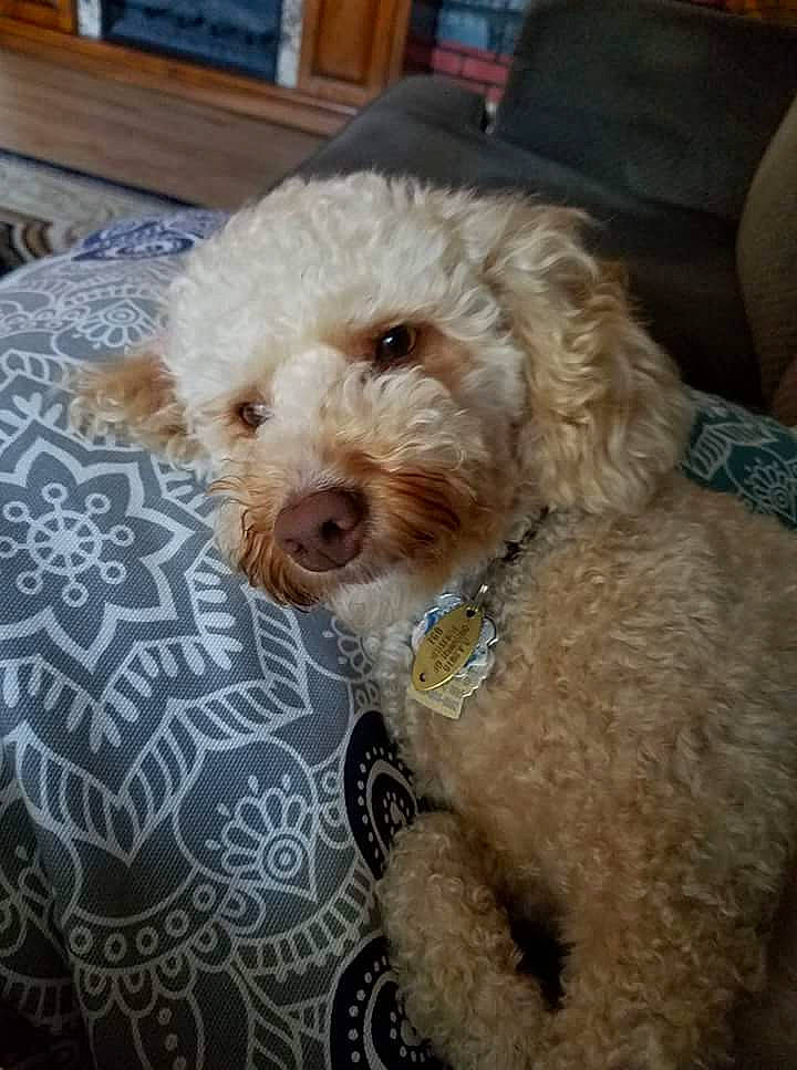 Bella is registered to the contest to win money with this photo: canidae, carnivore, companion_dog, dog, dog_breed, dog_collar, fur, labradoodle, maltepoo, poodle, poodle_crossbreed, puppy_love, small_terrier, snout, sporting_group, terrier, toy_dog, water_dog, working_animal, yorkipoo