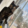 cat, tortoiseshell, windowsill, window, curious, pet, animal, feline, indoor, soft_light, blurred_background, closeup, whiskers, ears, eyes, paw, reflection, domestic_animal, looking, cozy