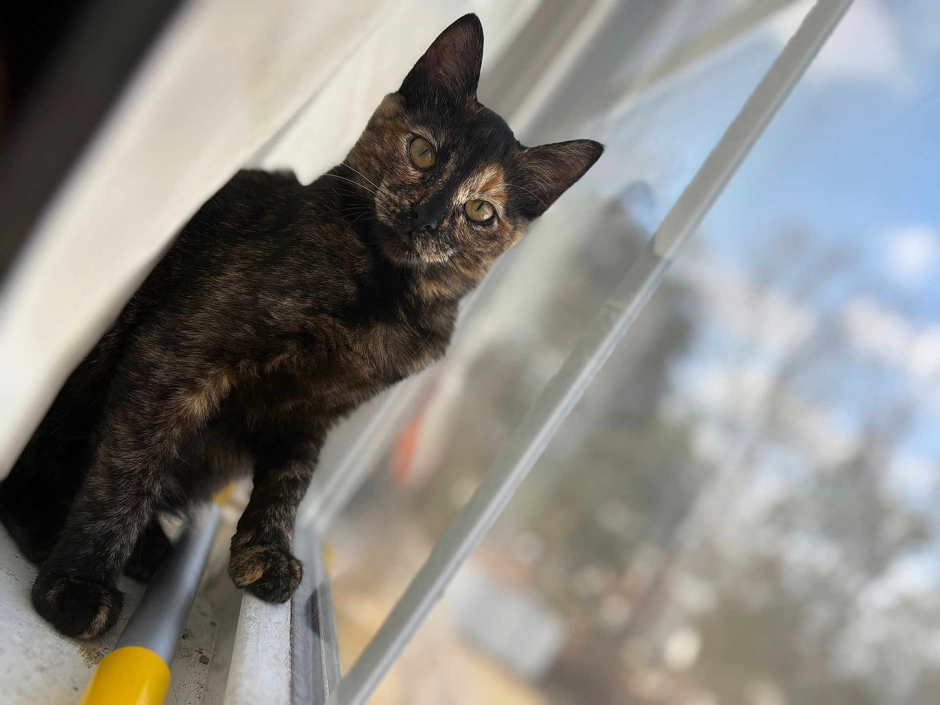 Bella